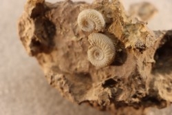 GARANTIANA GARANTIANA - Bajocien supérieur - CIRET Mont d'or Lyonnais, FRANCE