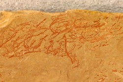 CYANOBACTERIA:   YUKNESSIA SIMPLEX  - Middle Cambrian - Marjum Formation - Millard County, Utah, USA