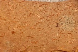 CYANOBACTERIA:   YUKNESSIA SIMPLEX  - Middle Cambrian - Marjum Formation - Millard County, Utah, USA