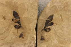 cardiospermum coloradensis - eocene - green river fmt - Utah - USA