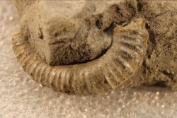 Protanisoceras alternotuberculatum - middle albian - old quarry of  Courcelles - Troye - Aube - France