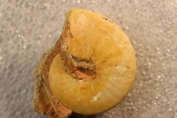 Brayardites crassus - Smithian (triassic) - TIMOR, INDONESIE