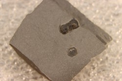 BALTAGNOSTUS EURYPX   Wheeler fmt   Middle cambrian    Millard County ,Utah ,USA