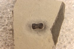 BALTAGNOSTUS EURYPX   Wheeler fmt   Middle cambrian    Millard County ,Utah ,USA