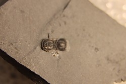 BALTAGNOSTUS EURYPX - Wheeler fmt - Cambrien Moyen  - Utah ,USA