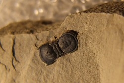 BALTAGNOSTUS EURYPX   Wheeler fmt   Middle cambrian    Millard County ,Utah ,USA