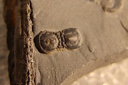 BALTAGNOSTUS EURYPX   Wheeler fmt   Middle cambrian    Millard County ,Utah ,USA