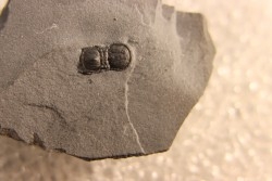 BALTAGNOSTUS EURYPX   Wheeler fmt   Middle cambrian    Millard County ,Utah ,USA