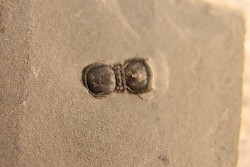 BALTAGNOSTUS EURYPX   Wheeler fmt   Middle cambrian    Millard County ,Utah ,USA