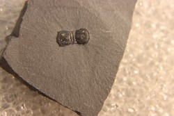 BALTAGNOSTUS EURYPX   Wheeler fmt   Middle cambrian    Millard County ,Utah ,USA