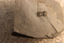 BALTAGNOSTUS EURYPX - Wheeler fmt - Cambrien Moyen  - Utah ,USA