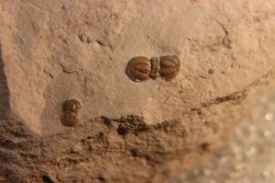 PERONOPSIS INTERSTRICTA - Wheeler fmt - Cambrien Moyen  - Utah ,USA