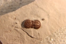 PERONOPSIS INTERSTRICTA - Wheeler fmt - Cambrien Moyen  - Utah ,USA