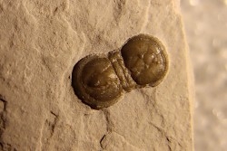 PERONOPSIS INTERSTRICTA - Wheeler fmt - Middle cambrian - Millard County ,Utah, USA