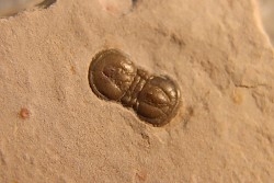 PERONOPSIS INTERSTRICTA - Wheeler fmt - Middle cambrian - Millard County ,Utah, USA