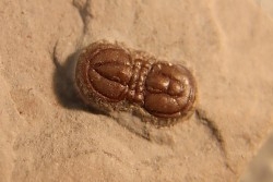 PERONOPSIS INTERSTRICTA - Wheeler fmt - Cambrien Moyen  - Utah ,USA