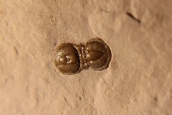 PERONOPSIS INTERSTRICTA - Wheeler fmt - Cambrien Moyen  - Utah ,USA