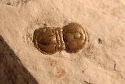 PERONOPSIS INTERSTRICTA - Wheeler fmt - Cambrien Moyen  - Utah ,USA