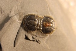 PERONOPSIS INTERSTRICTA - Wheeler fmt - Cambrien Moyen  - Utah ,USA