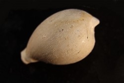 NOTOLUPONIA PYRULATA - Miocene - Mornington peninsula, Victoria, AUSTRALIE