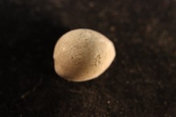 TRIVIELLA ANGUSHAWKEI - Eocene superieur - Browns Creek , Victoria, AUSTRALIE
