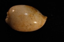 AUSTRACYPRAEA SCALENA // Muddy Creek Fmt // Middle Miocene // Muddy Creek, Victoria, AUSTRALIA