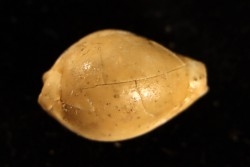 ERRONIA PROGOENSIS - Oyo River, Gunungkidul - Java, INDONESIA