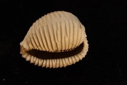 TRIVELLONA AVELLANOIDES - Miocene - Mornington peninsula, Victoria, AUSTRALIE
