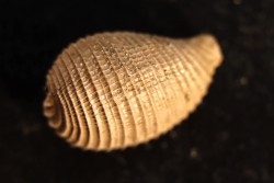 CYPRAEDIA CLATHRATA  - Eocene superieur - Browns Creek , Victoria, AUSTRALIE