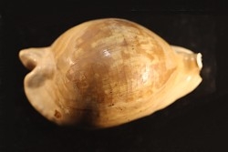ZOILA PLATYPYGA (Mc Coy, 1876) - Miocene - Mornington peninsula, Victoria, AUSTRALIE