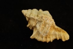 MUREX DUJARDINI - Burdigalien - Le Peloua, FRANCE