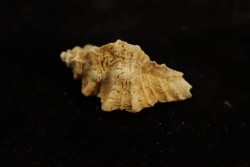 MUREX DUFRESNOYI - Burdigalien - Le Peloua, FRANCE