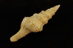 FASCIOLARIA PRAECEDENS - Burdigalien - Le Peloua, FRANCE