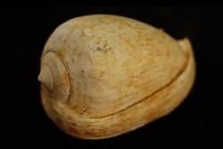 CYPRAEACASSIS SUBCRUMENIA - Burdigalien - Le Peloua, FRANCE