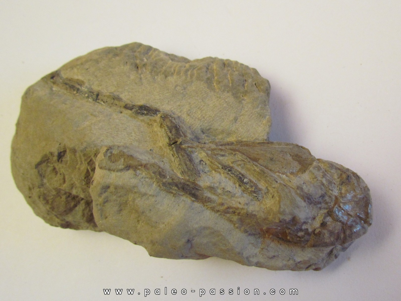 MECOCHIRUS MAGNA (2) MECOCHIRUS MAGNA (2)