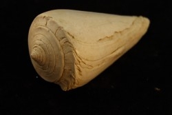 CONUS ANTIQUUS - Burdigalien - Le Peloua, FRANCE