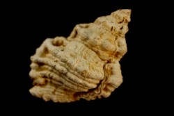 BURSA TUBEROSA - Burdigalien - Le Peloua, FRANCE