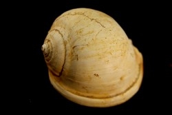 CASSIS GRATELOUPI - Burdigalien - Le Peloua, FRANCE