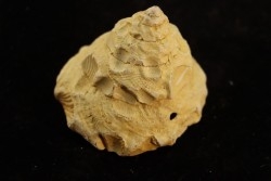 XENOPHORA DESHAYESI - Burdigalien - Le Peloua, FRANCE