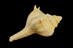 MUREX HAUDMUTICUS - Burdigalien - Le Peloua, FRANCE