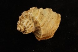 TRIGONOSTOMA ACUTANGATA - Burdigalien - Le Peloua, FRANCE