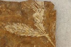 Association GINKGO CRANEI et PARATAXODIUM sp. - Paleocene - Sentinel Butte Fmt - Morton County, North Dakota - USA