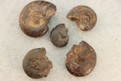 COLLECTION DE 5 GONIATITES EN LIMONITE - DEVONIEN - MAROC