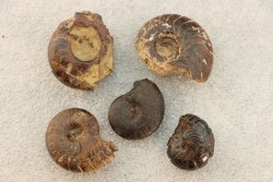 COLLECTION DE 5 GONIATITES EN LIMONITE - DEVONIEN - MAROC