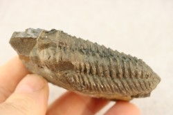 Colpocoryphe Rouaulti - Llandelien -  Britanny