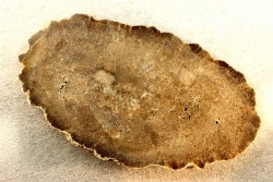 fossil wood - conifère - Permian - Gignac, 84- FRANCE