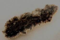 fossil wood - conifère - Permian - Gignac, 84- FRANCE