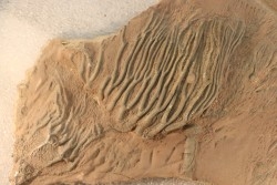 Scyphocrinites elegans - Silurien - Erfoud, Maroc