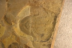 Olenellus Chiefensis - middle Cambrian -  Pioche shale formation - Pioche - Nevada -USA