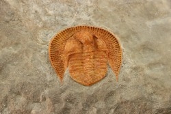 Blind trilobite: Declivolithus titan